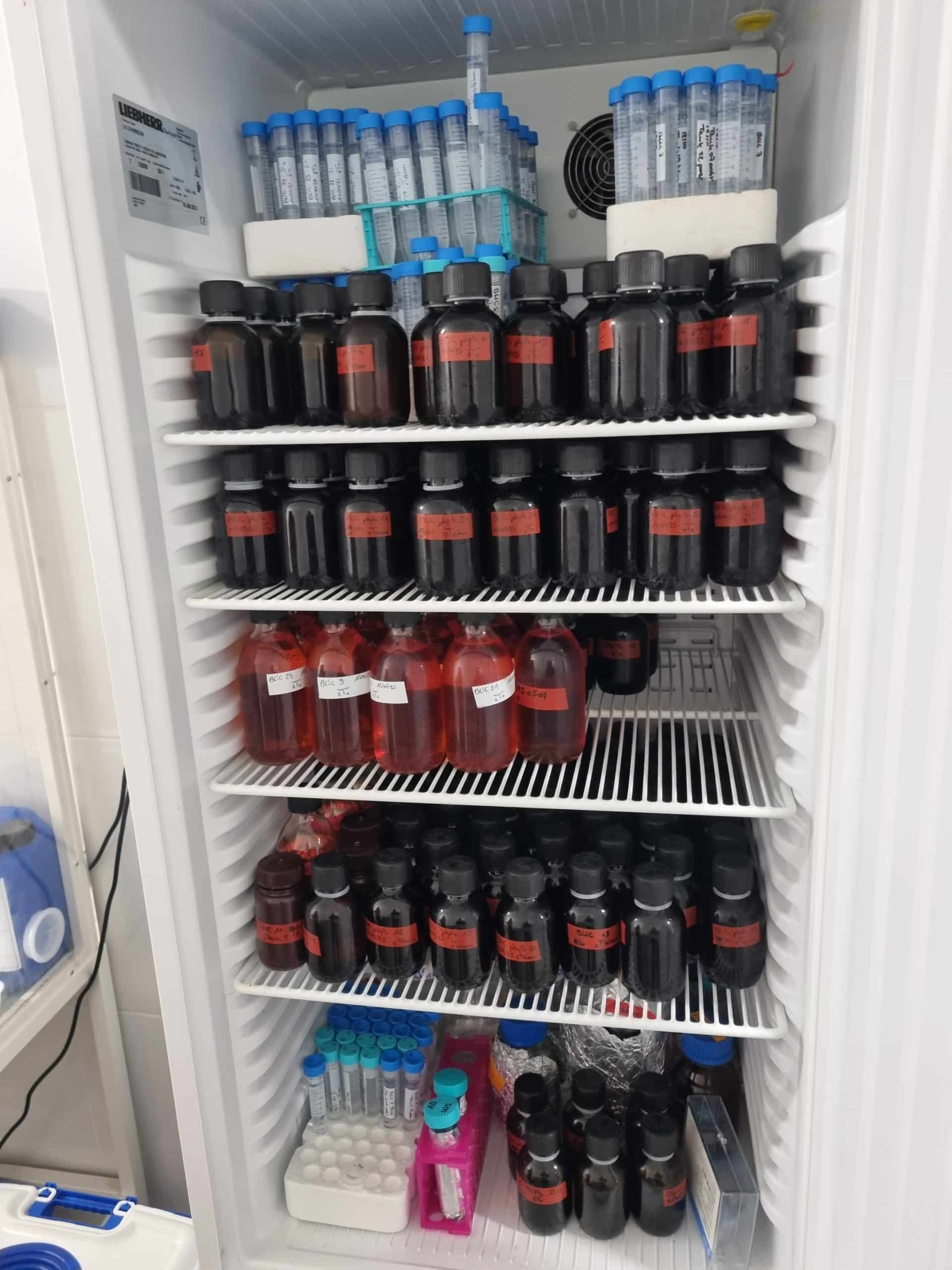 Le réfrigérateur du laboratoire d'Océanolab débordant d'échantillons d'eau de mer conservés avec du lugol.
