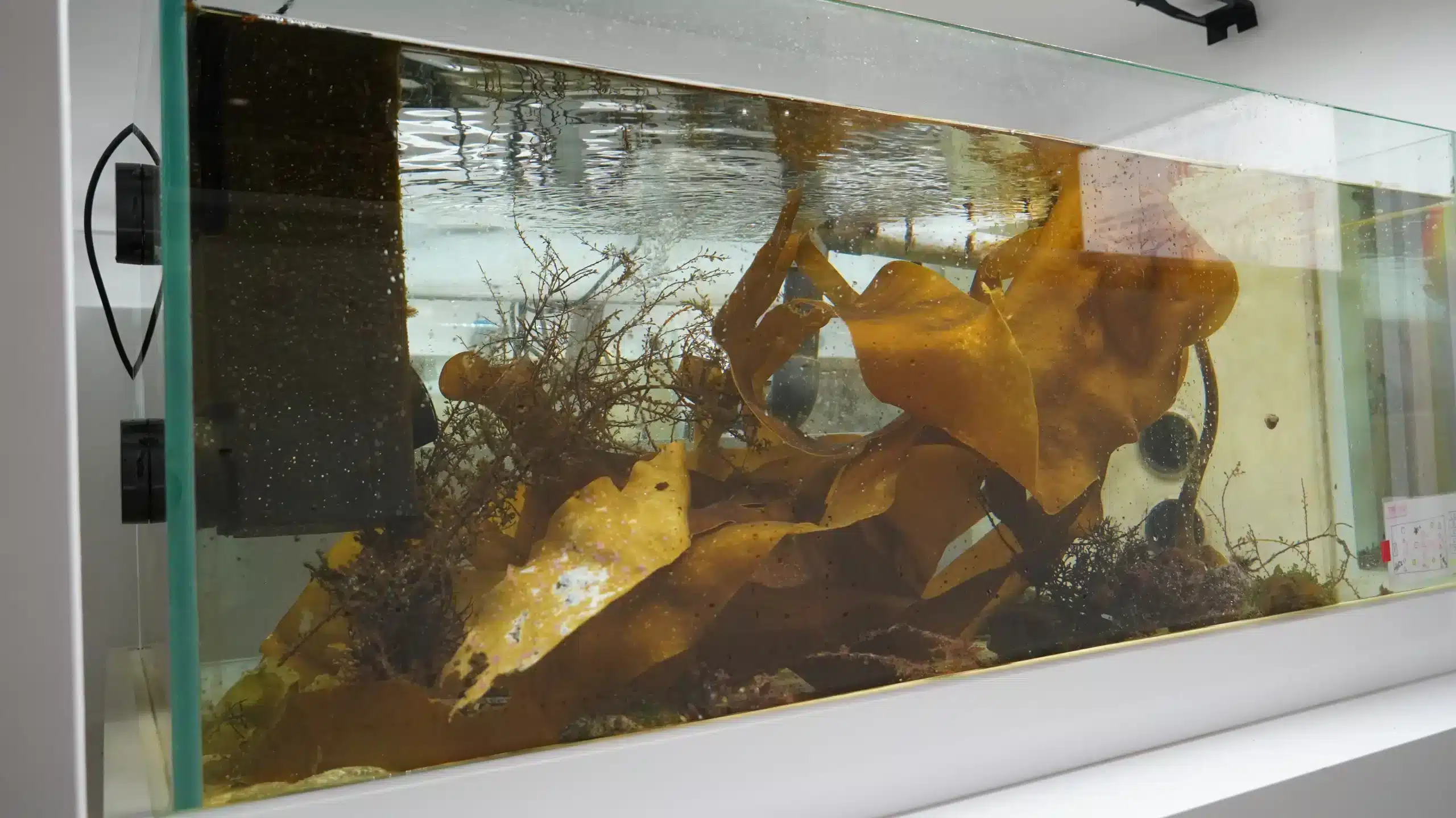 An aquarium with macroalgae