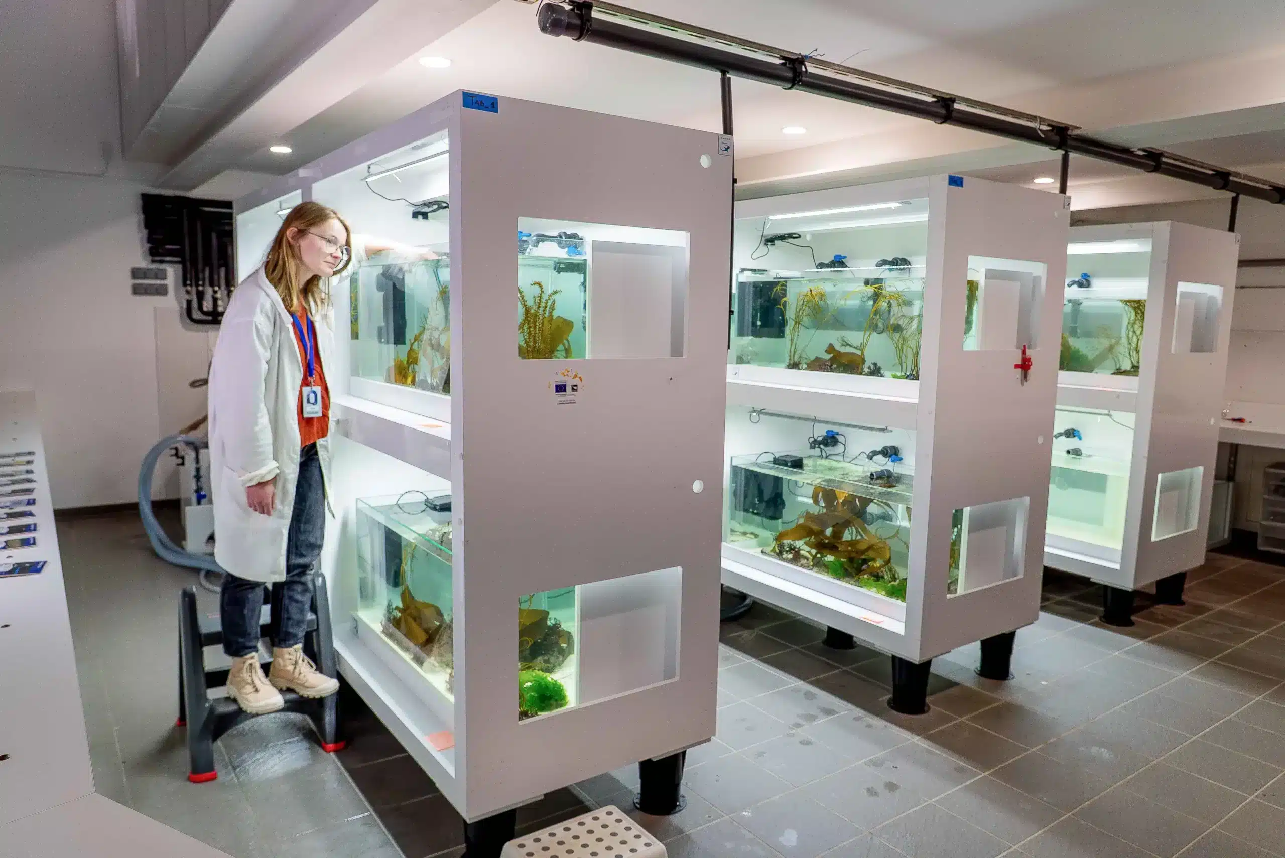 Une photo de l'installation montrant une chercheuse devant les aquariums remplis d'algues